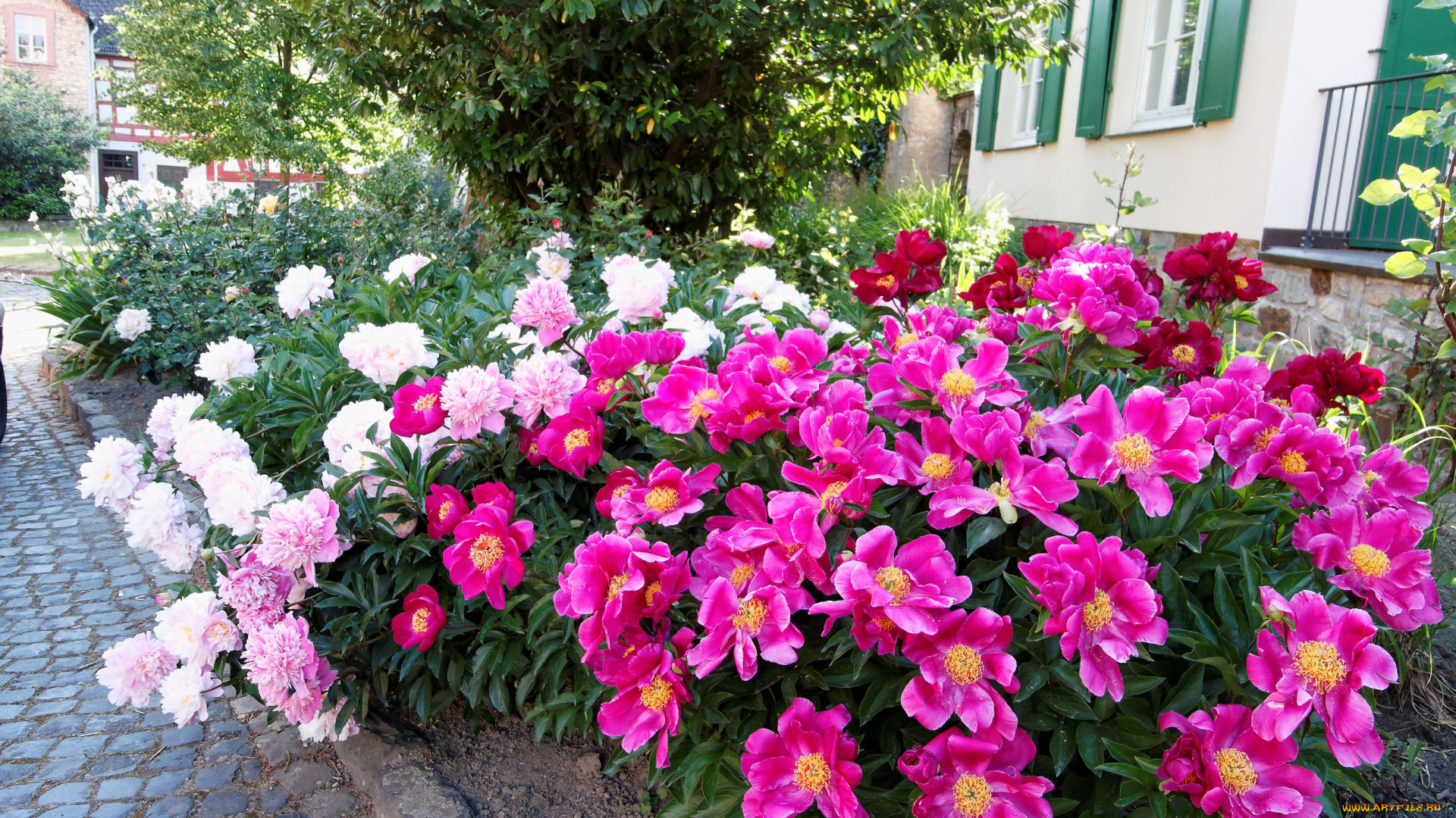 цветы, пионы, paeonia