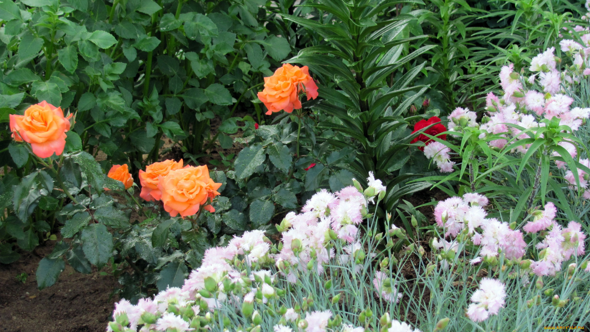 цветы, разные, вместе, гвоздики, розы