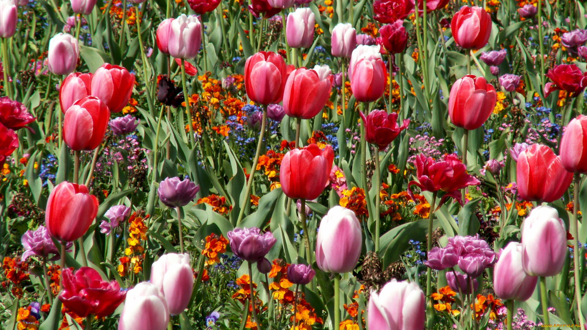 цветы, разные, вместе, тюльпаны