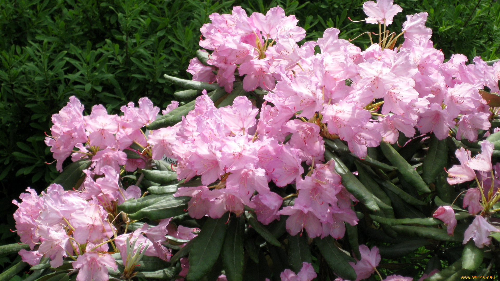 цветы, рододендроны, азалии, азалия
