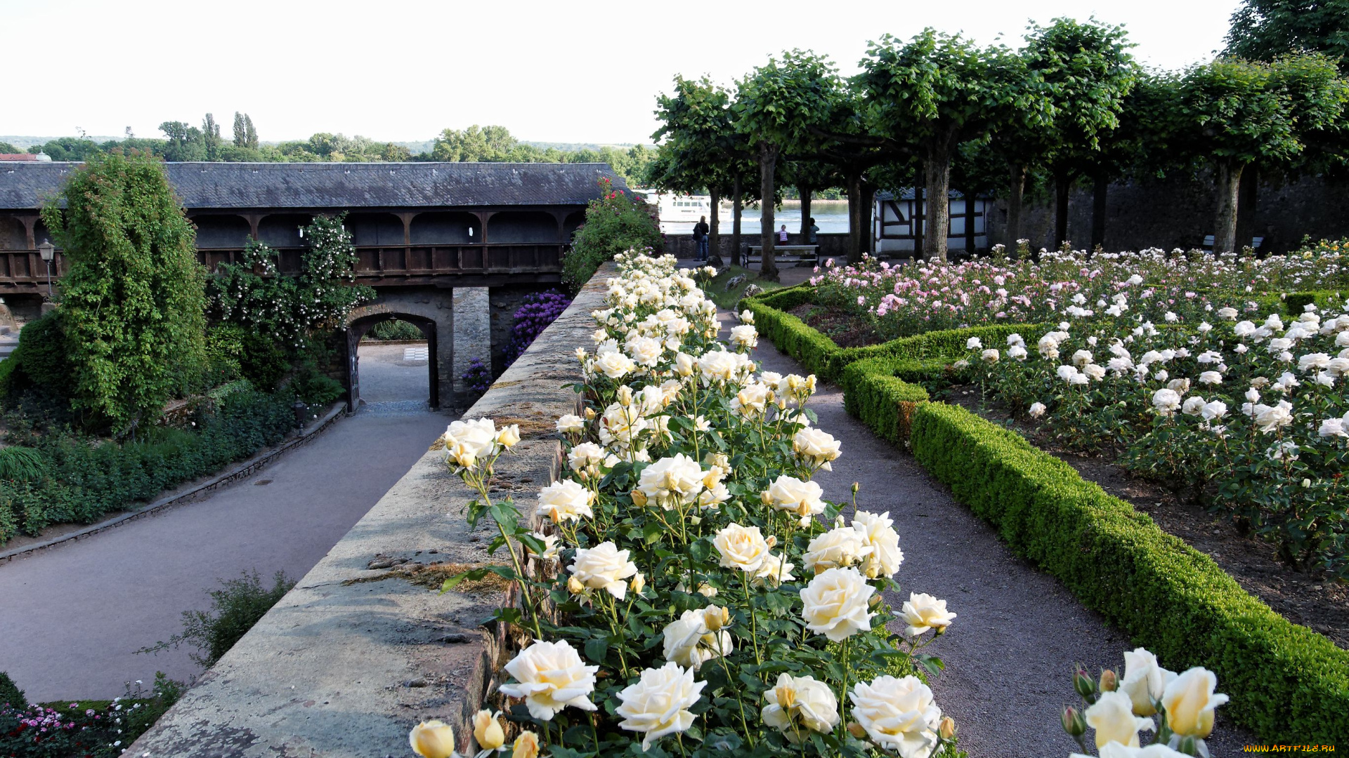 цветы, розы, rose