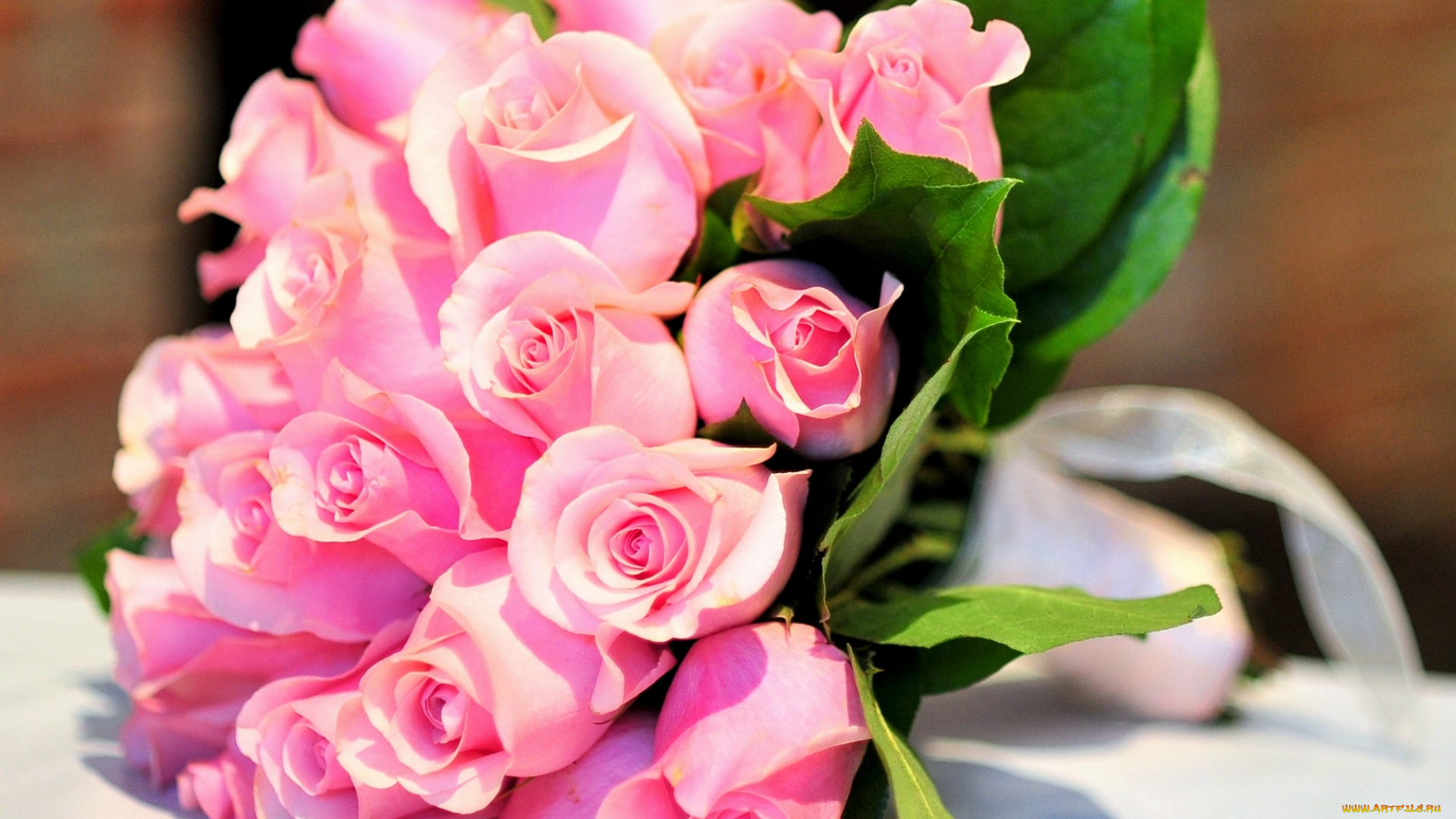 цветы, розы, розовый
