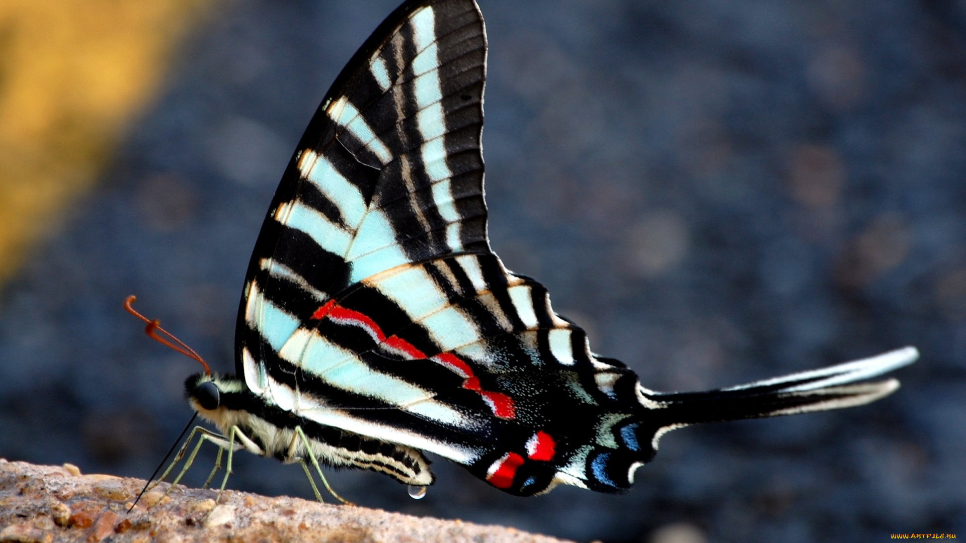 животные, бабочки, крылья, пестрый
