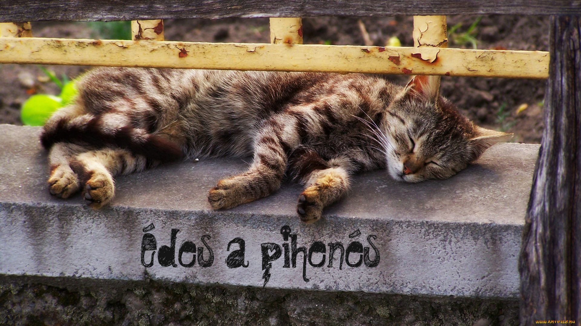 животные, коты, cat