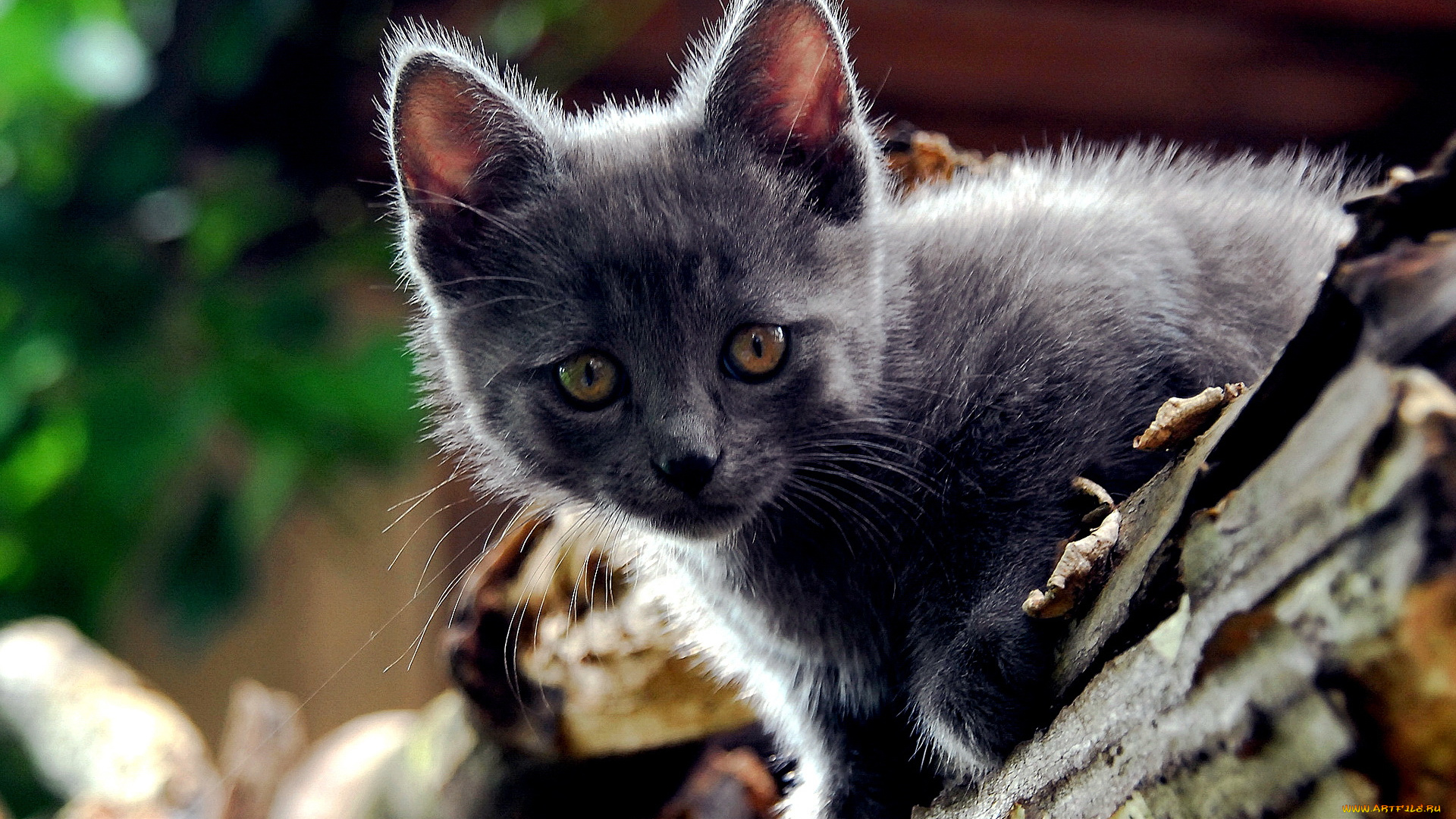 животные, коты, кот