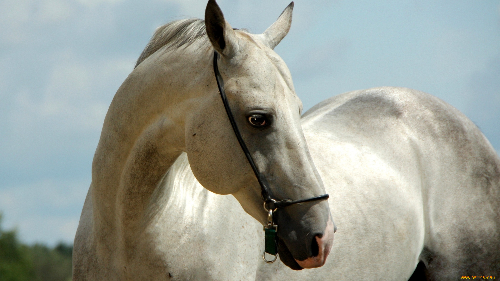 животные, лошади, конь, белый, ахалтекинец