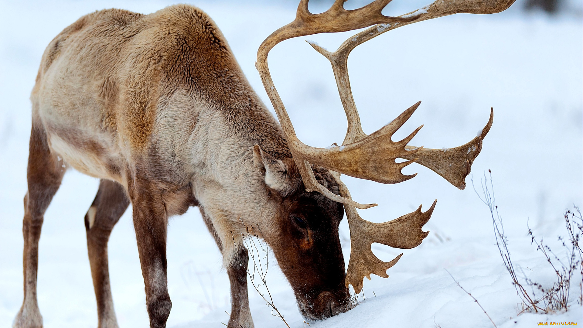 животные, олени, снег, рога, северный, олень