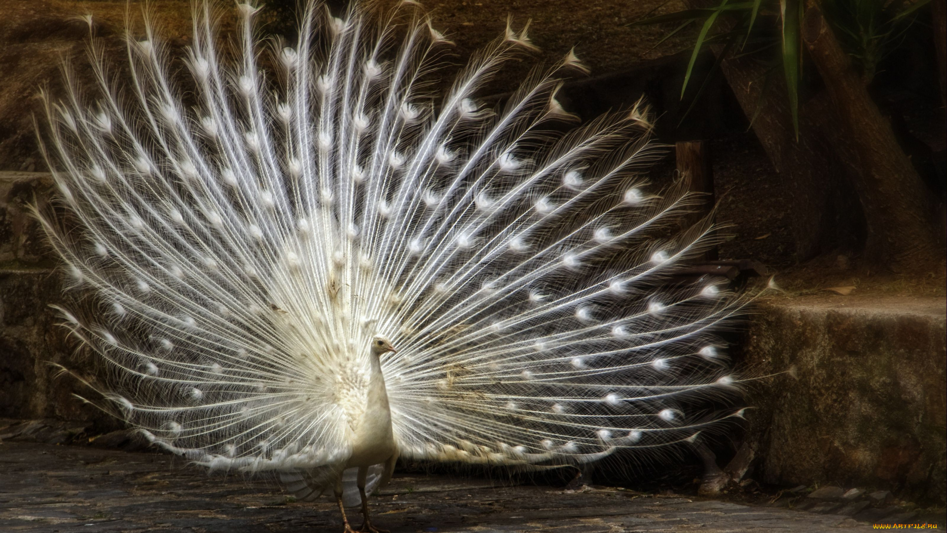 животные, павлины, белый, хвост, перья