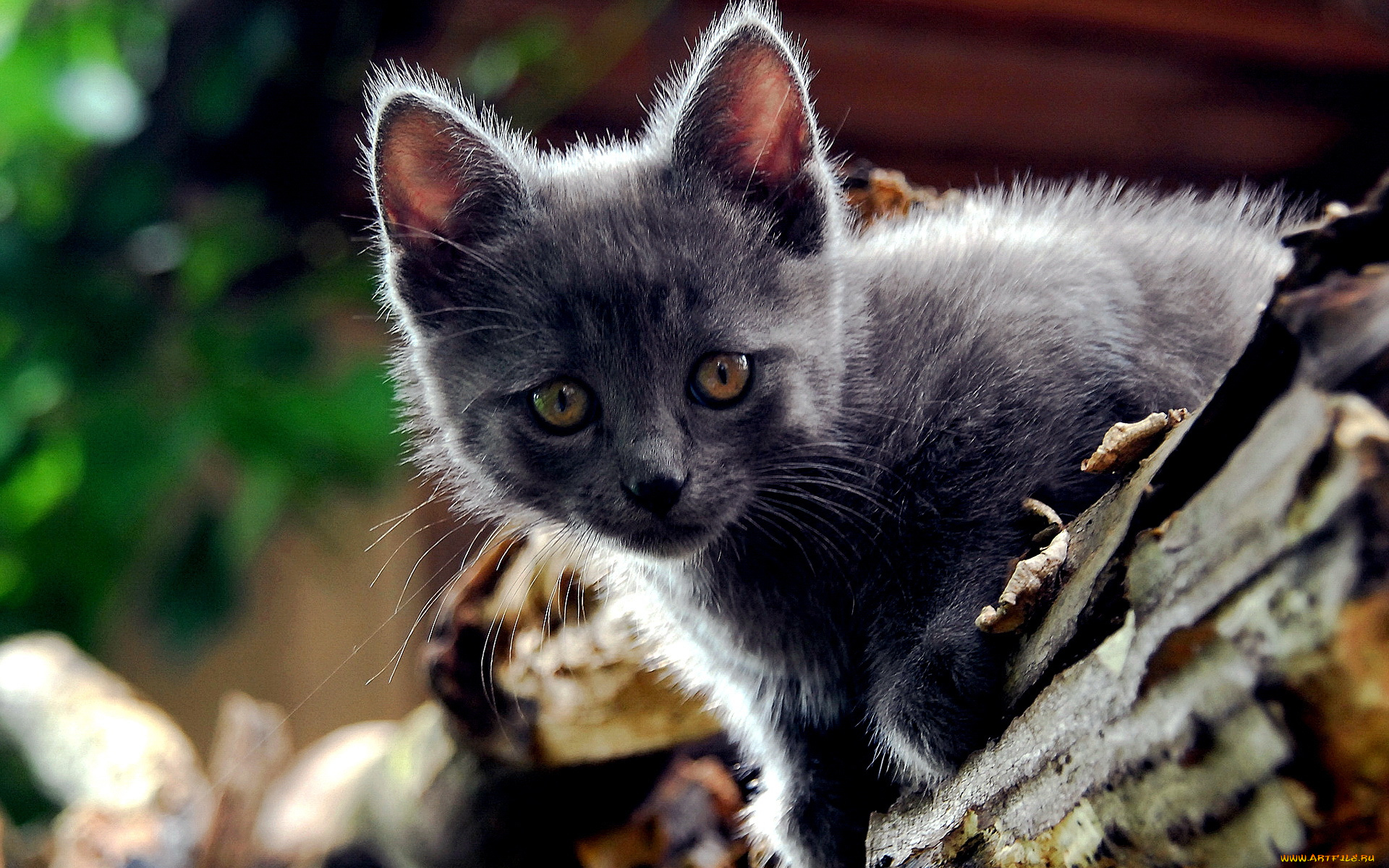 животные, коты, кот