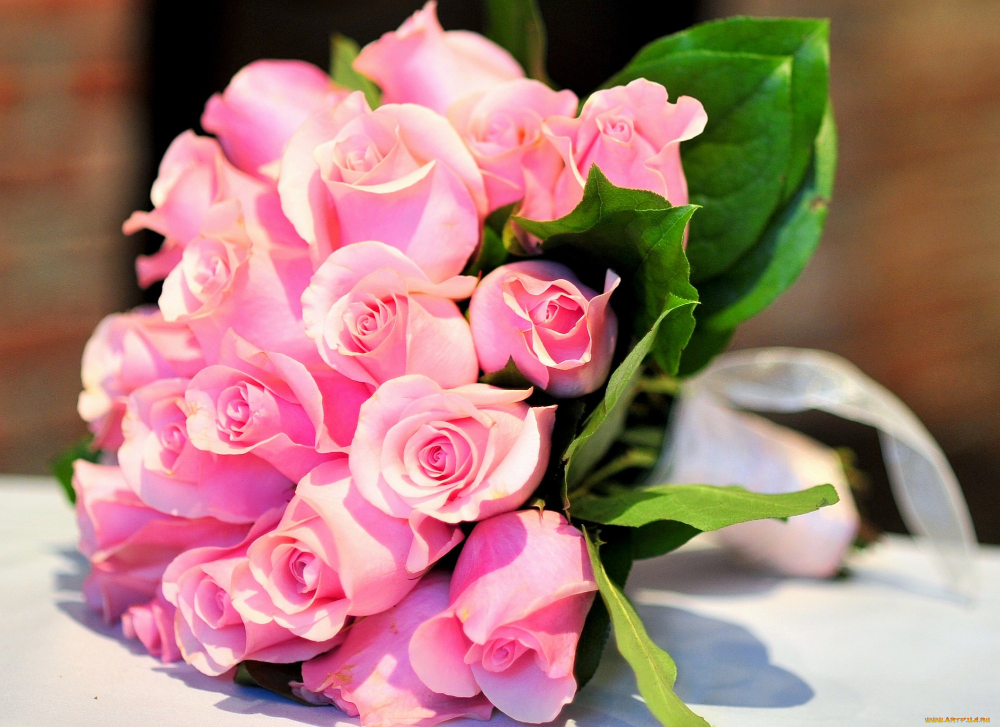 цветы, розы, розовый