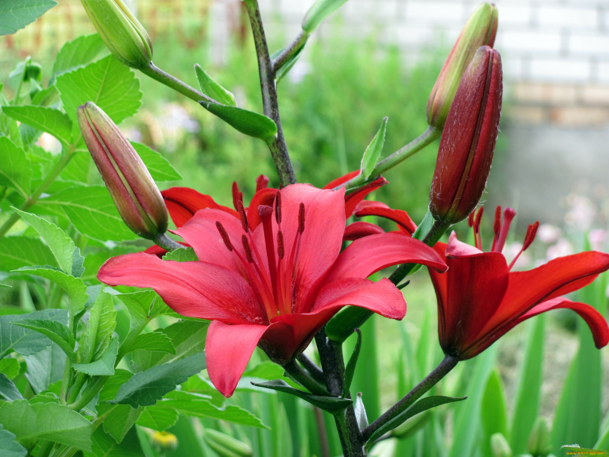 цветы, лилии, лилейники, красный