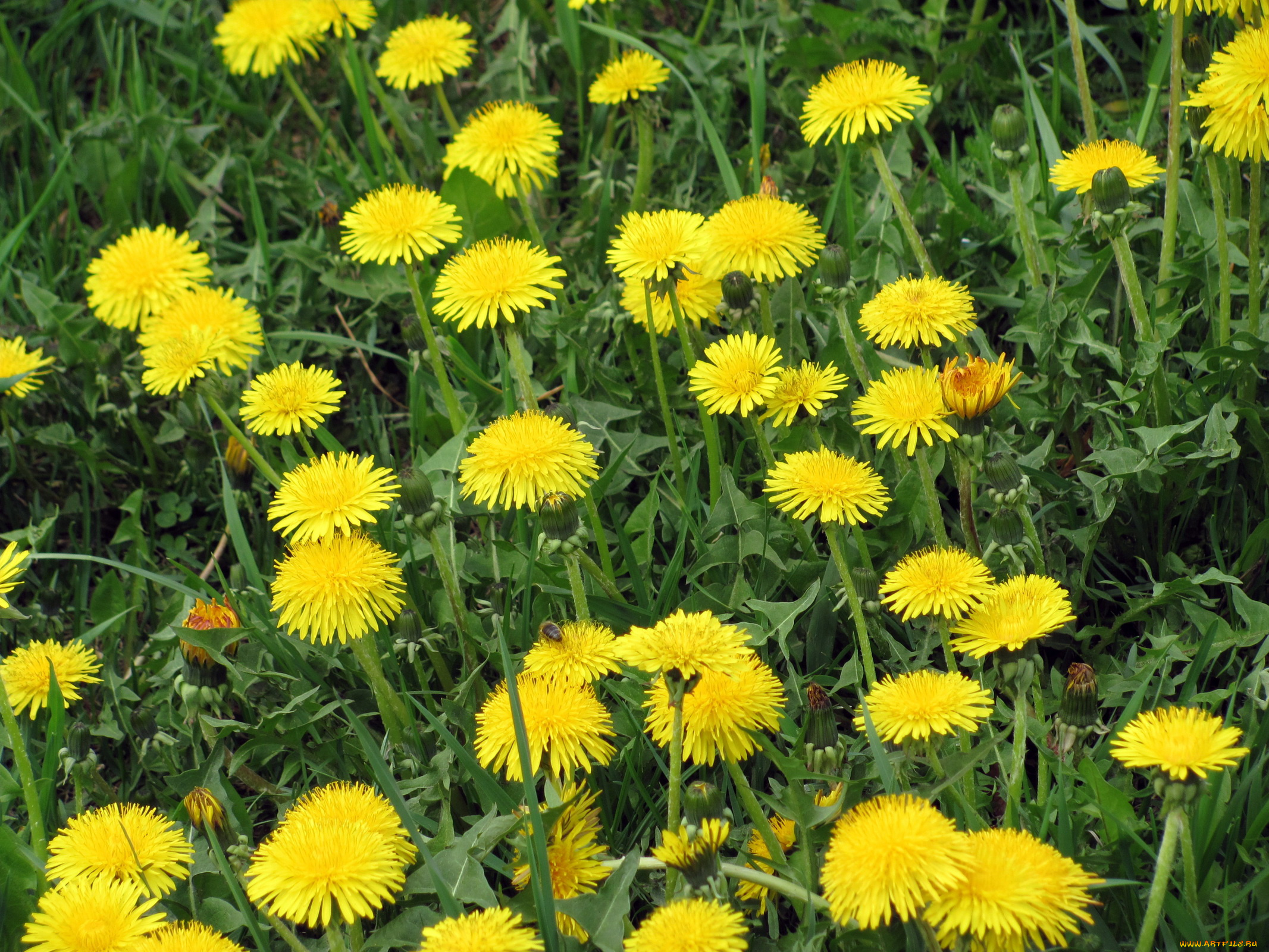 цветы, одуванчики, желтый