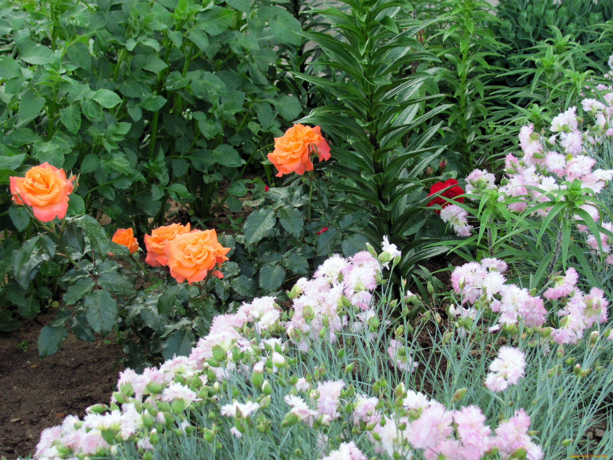 цветы, разные, вместе, гвоздики, розы