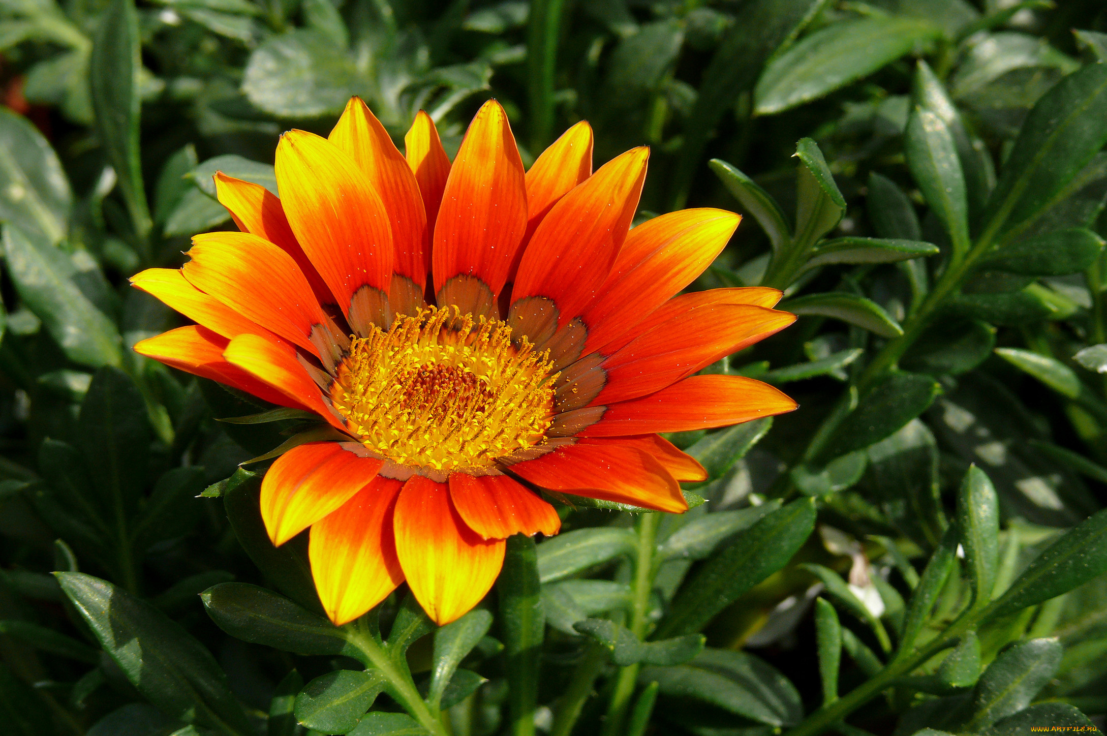 цветы, газания, лепестки