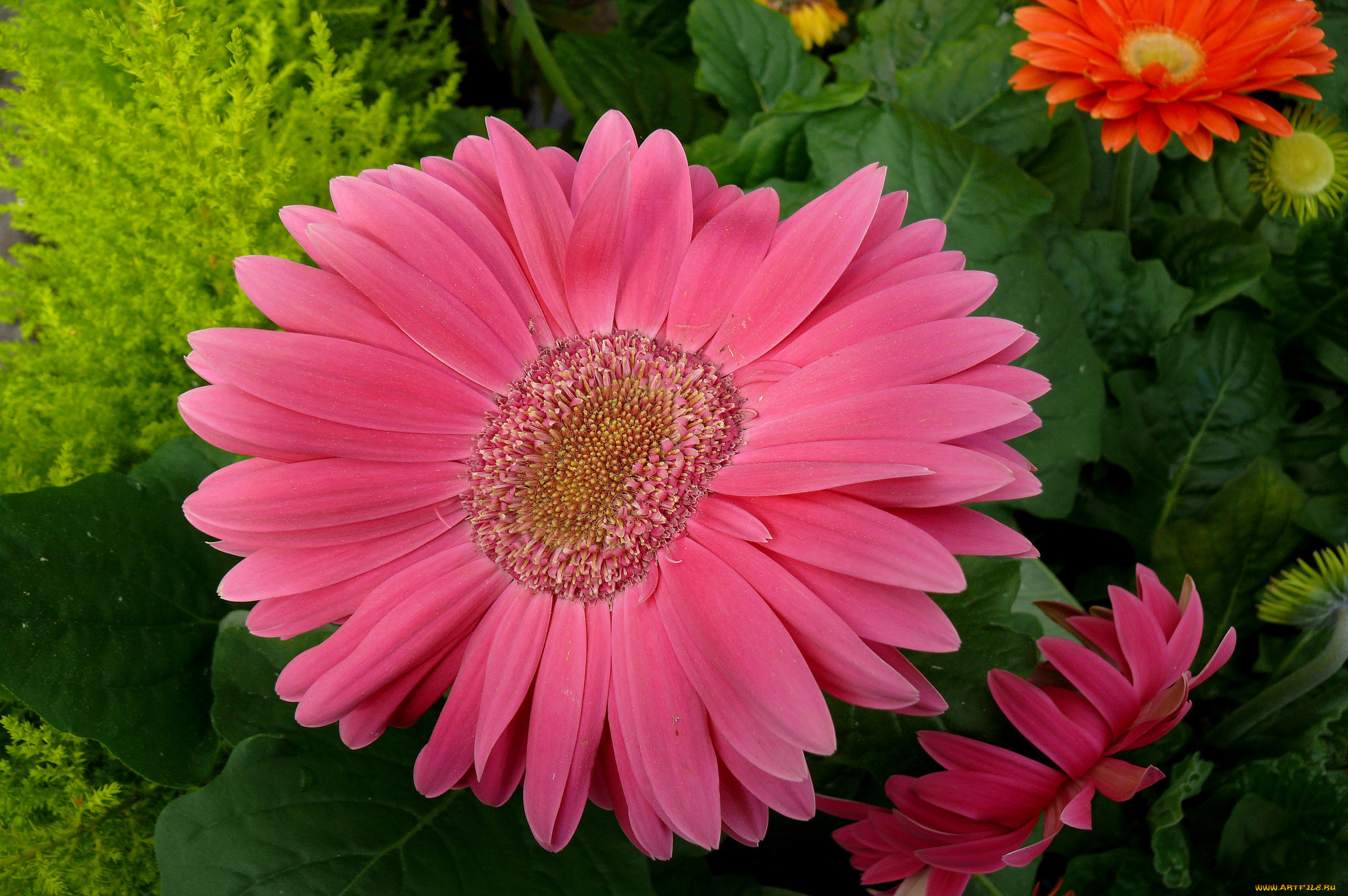 цветы, герберы, лепестки