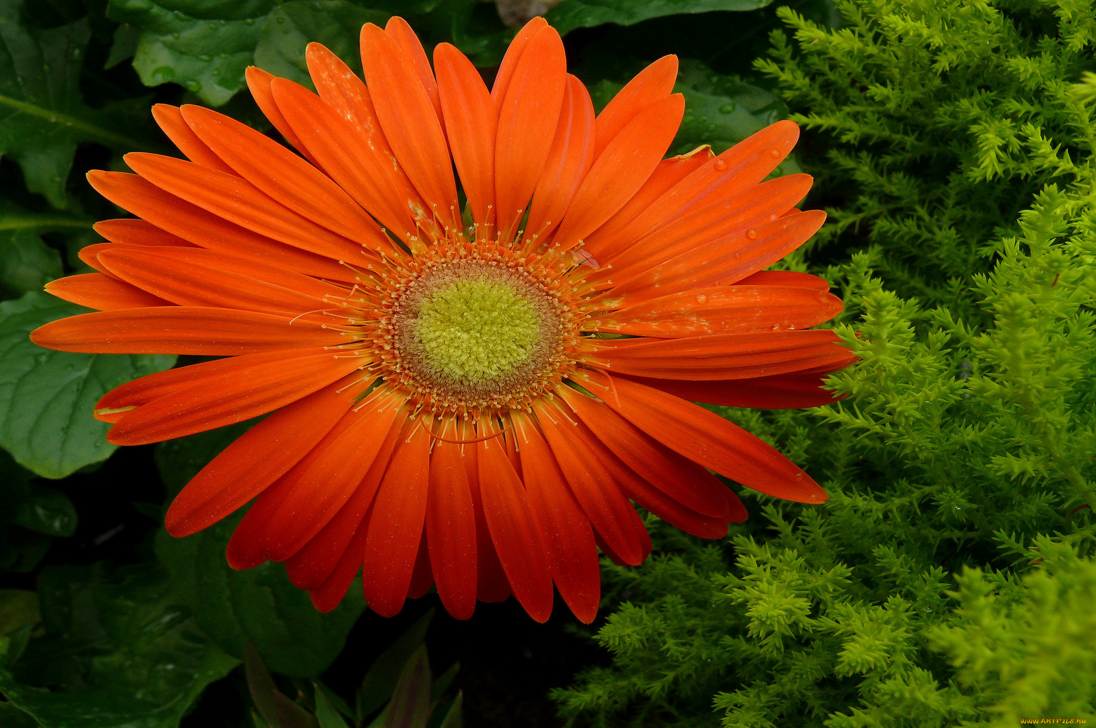 цветы, герберы, лепестки