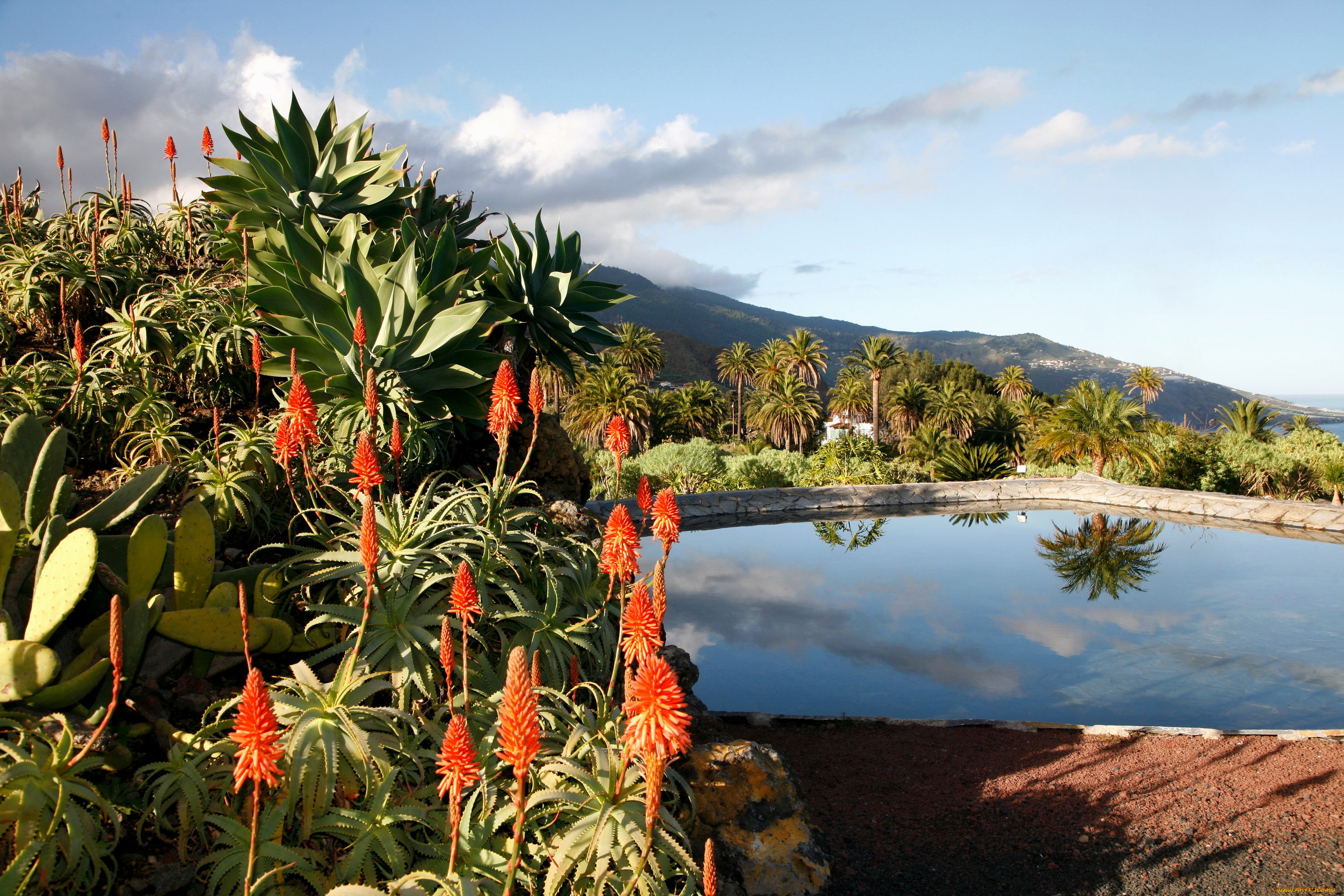 интерьер, бассейны, открытые, площадки, бассейн, цветы