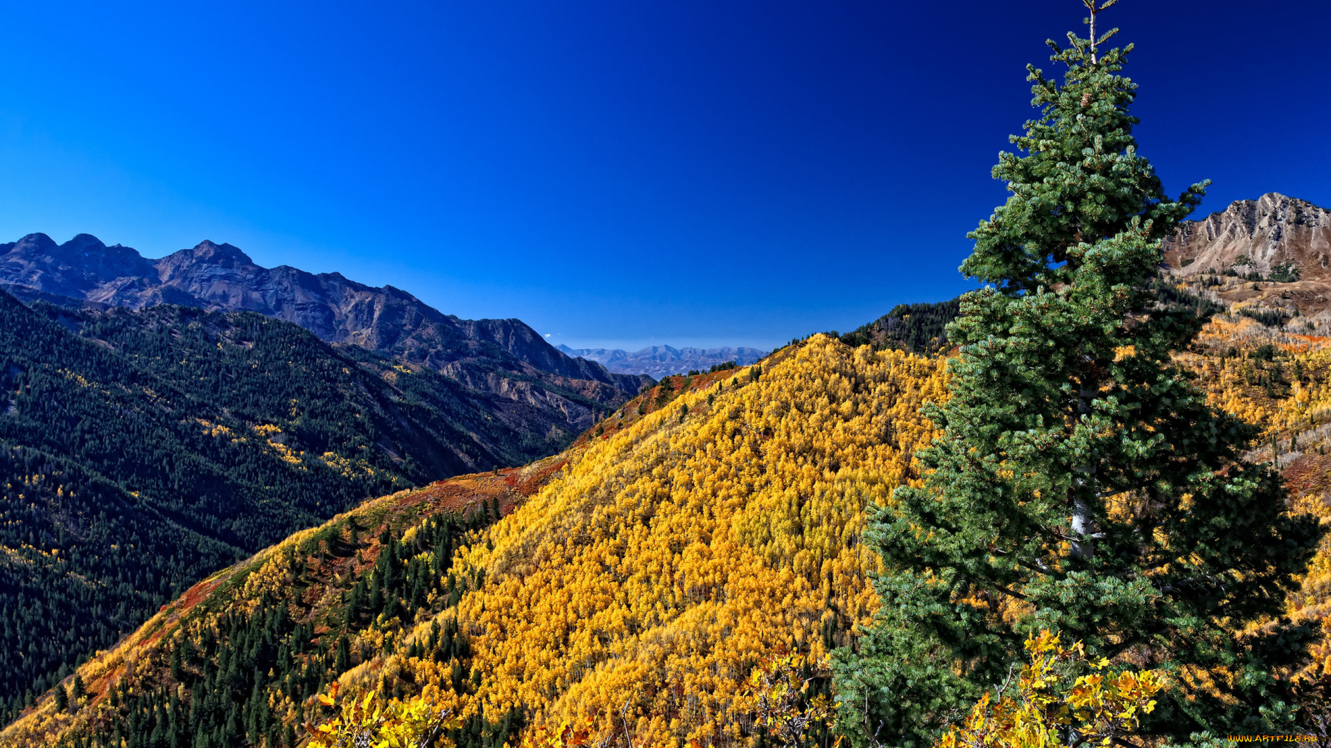 природа, горы, лес, деревья