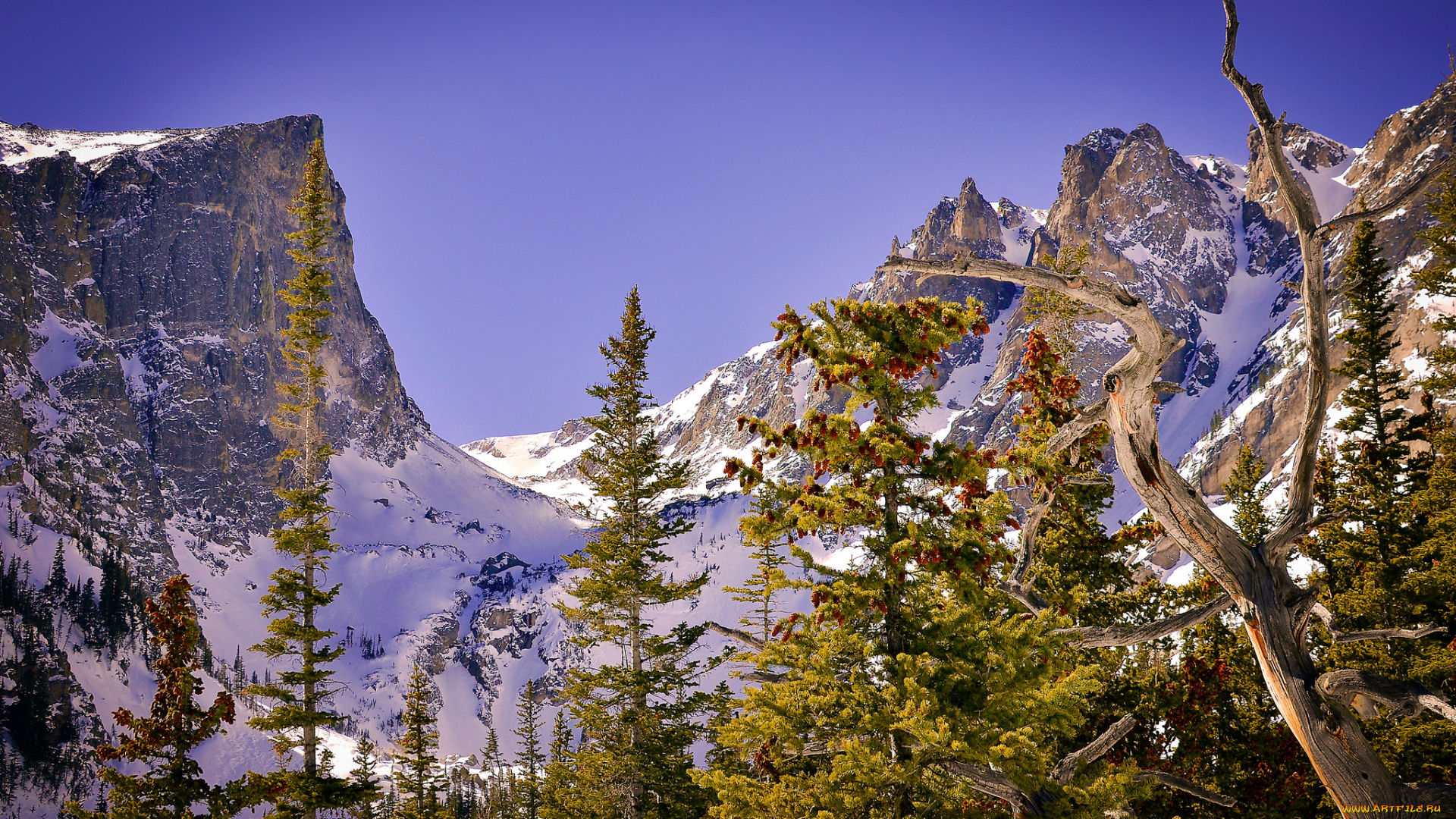 природа, горы, снега, лес, скалы