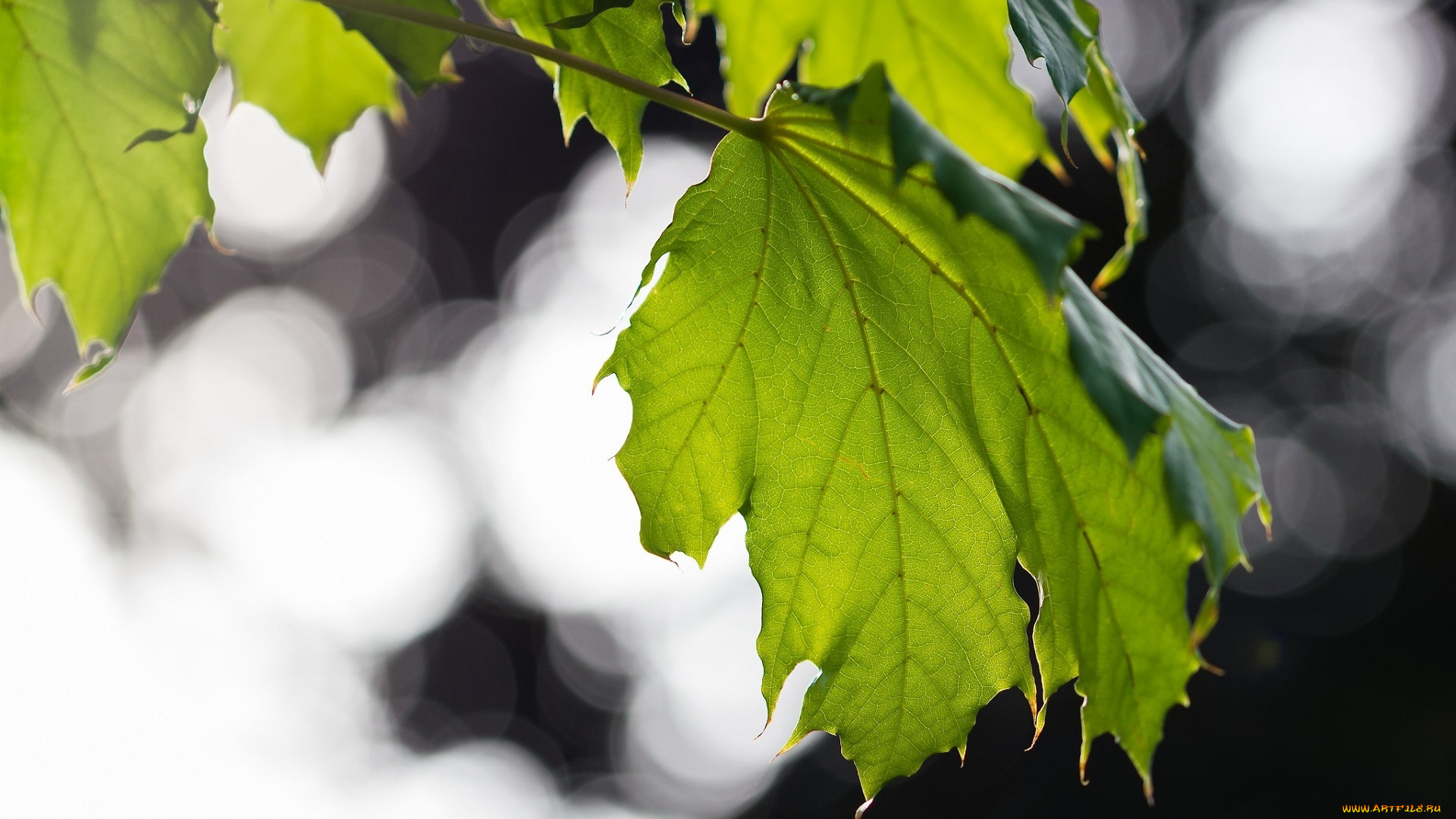 природа, листья, прожилки, зеленый, макро