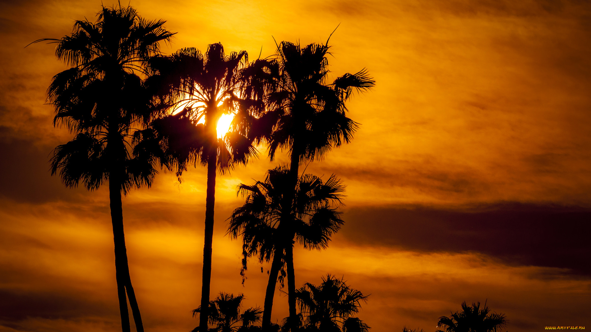 природа, восходы, закаты, тучи, пальмы, зарево