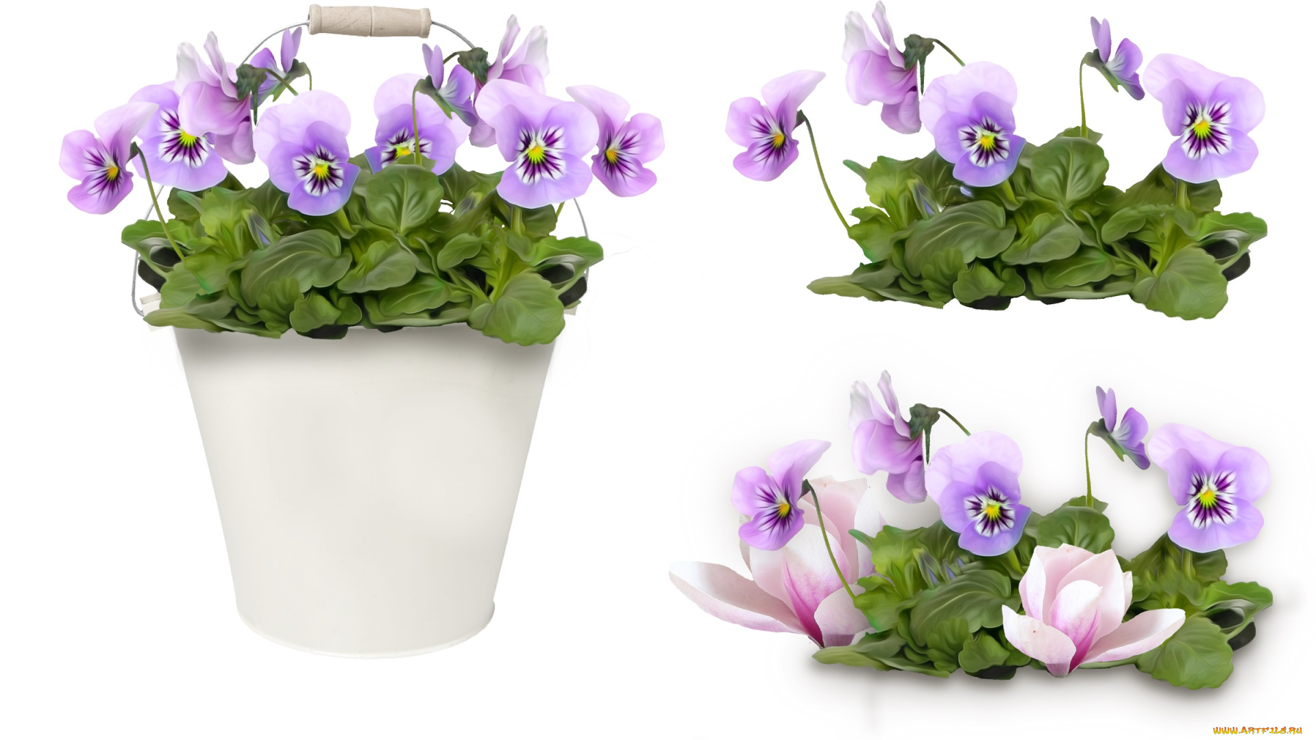 рисованные, цветы, анютины, глазки