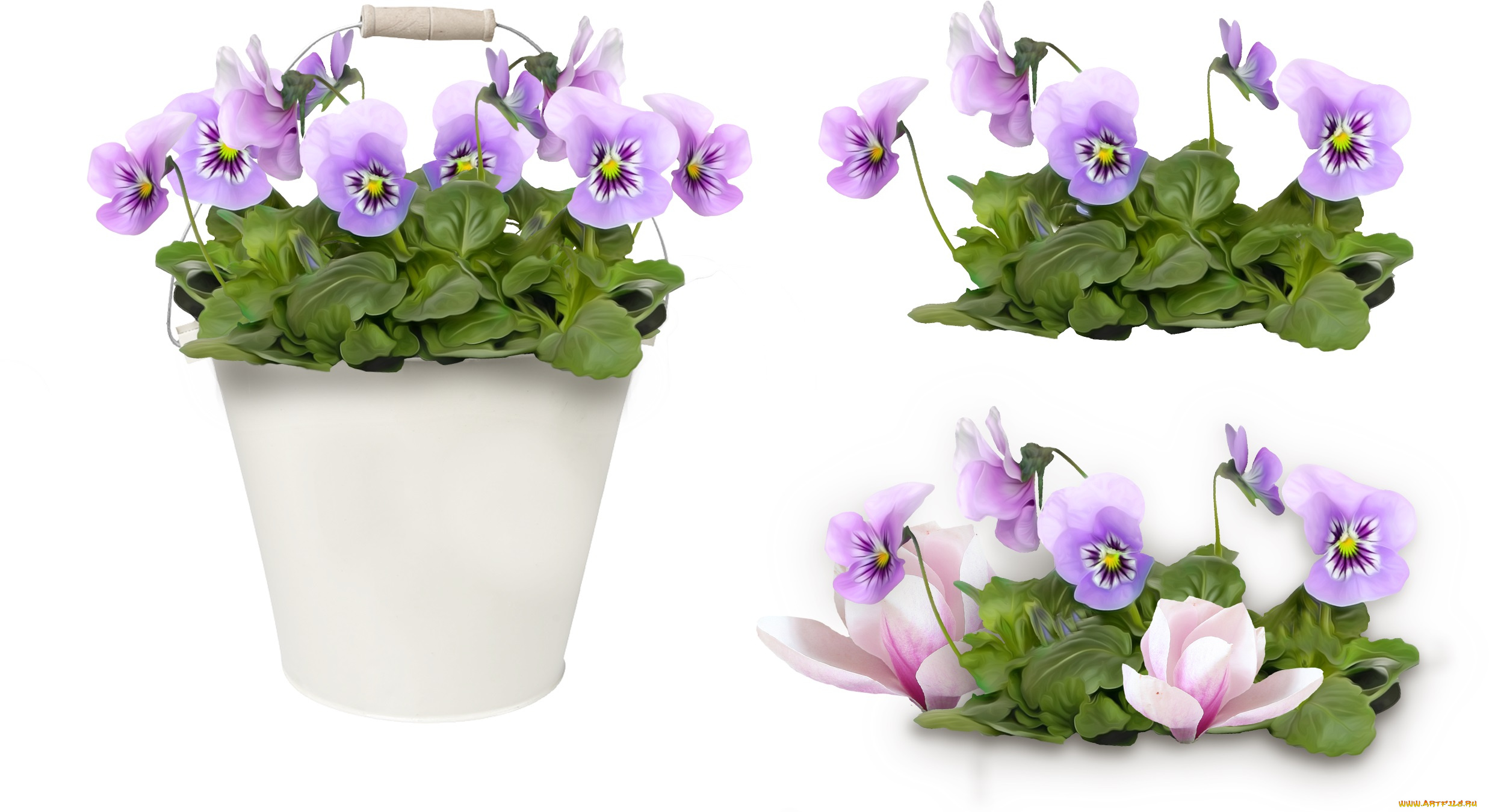 рисованные, цветы, анютины, глазки