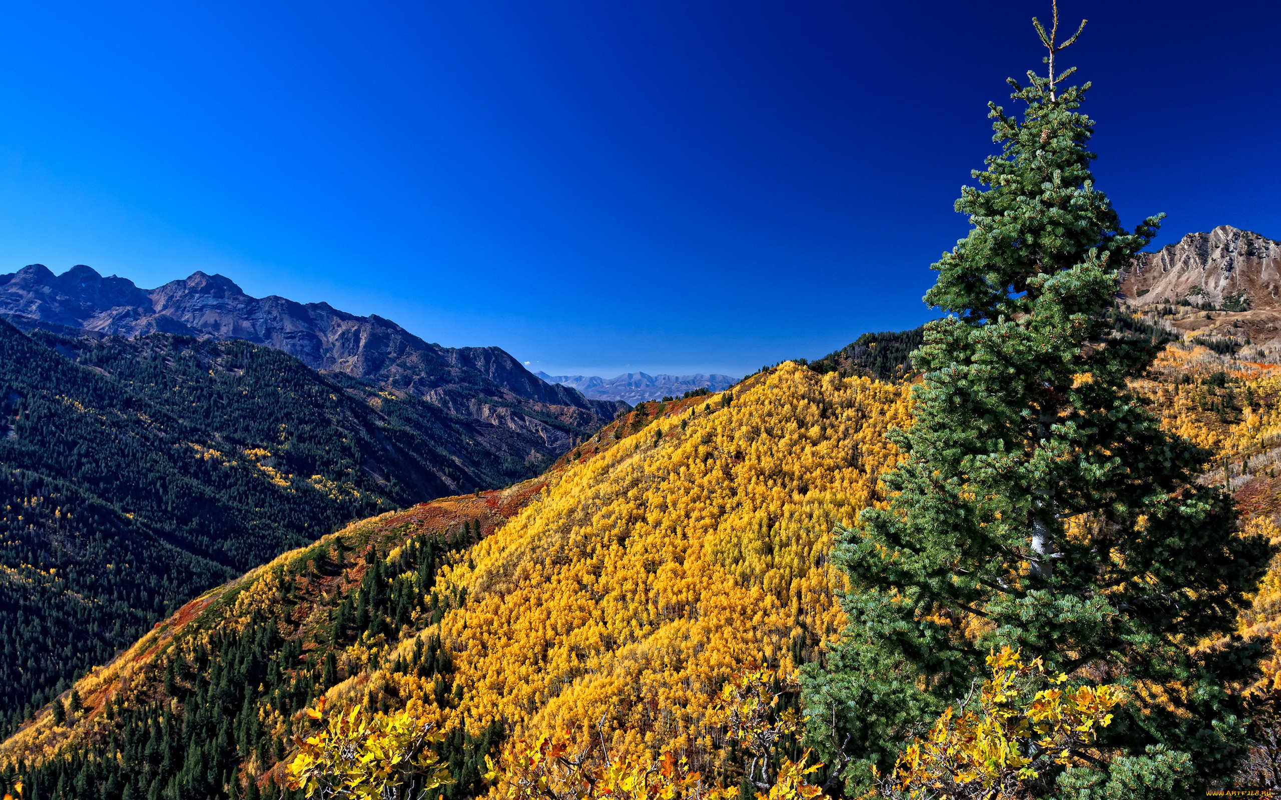 природа, горы, лес, деревья