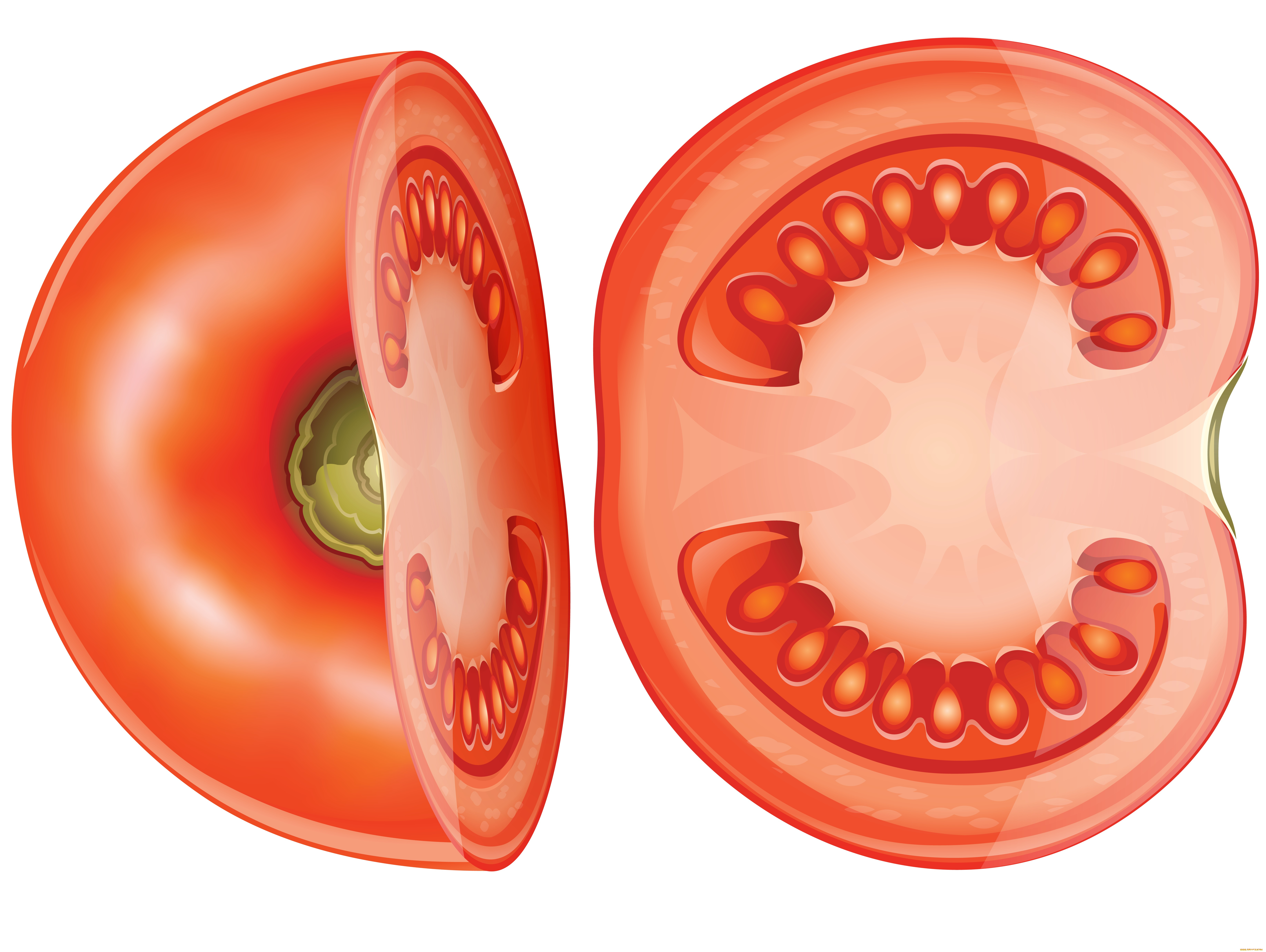 векторная, графика, еда, , food, помидоры