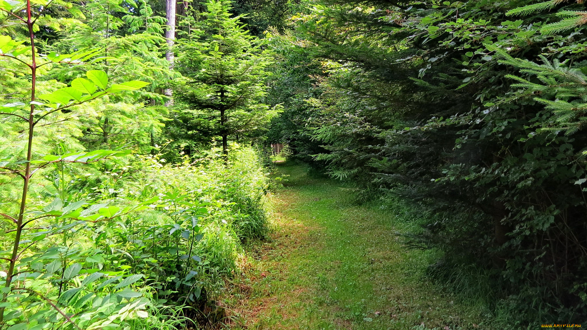 природа, дороги, лес, дорога