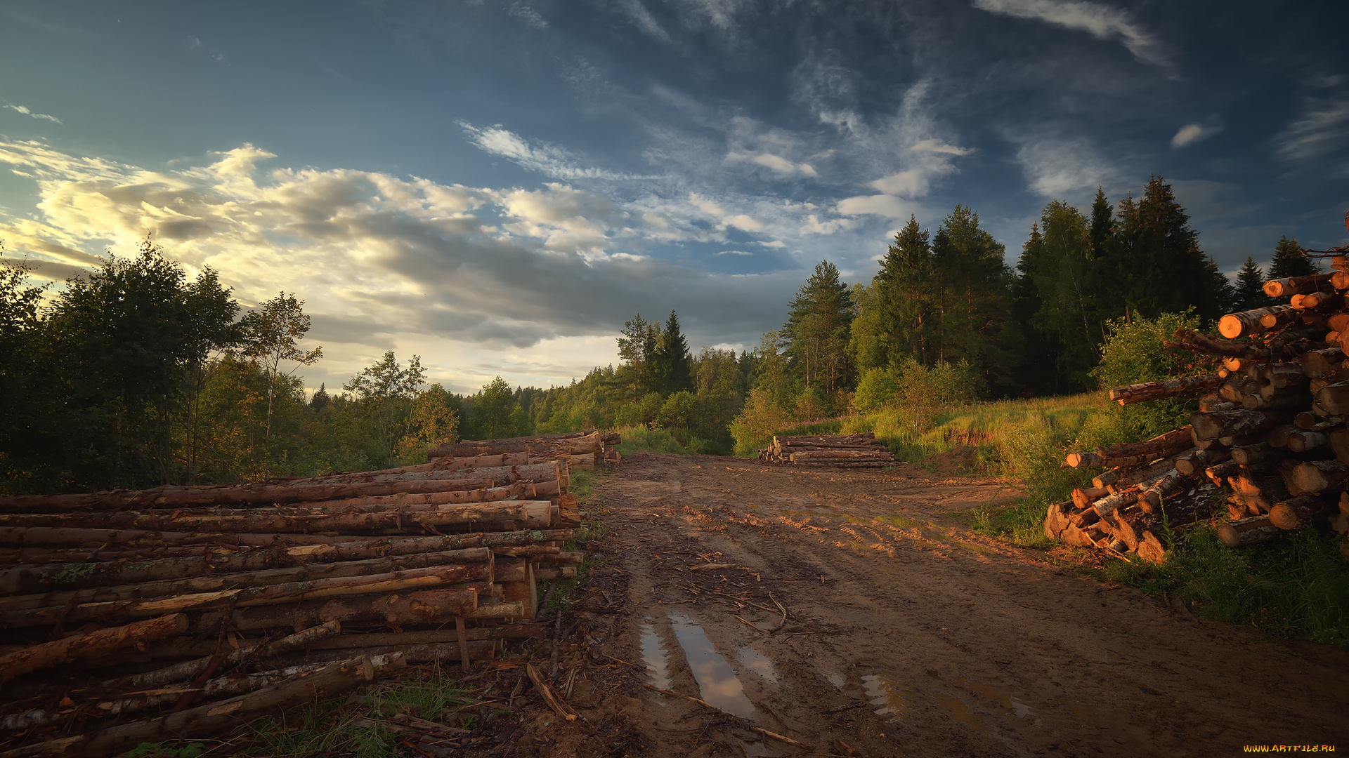 природа, лес