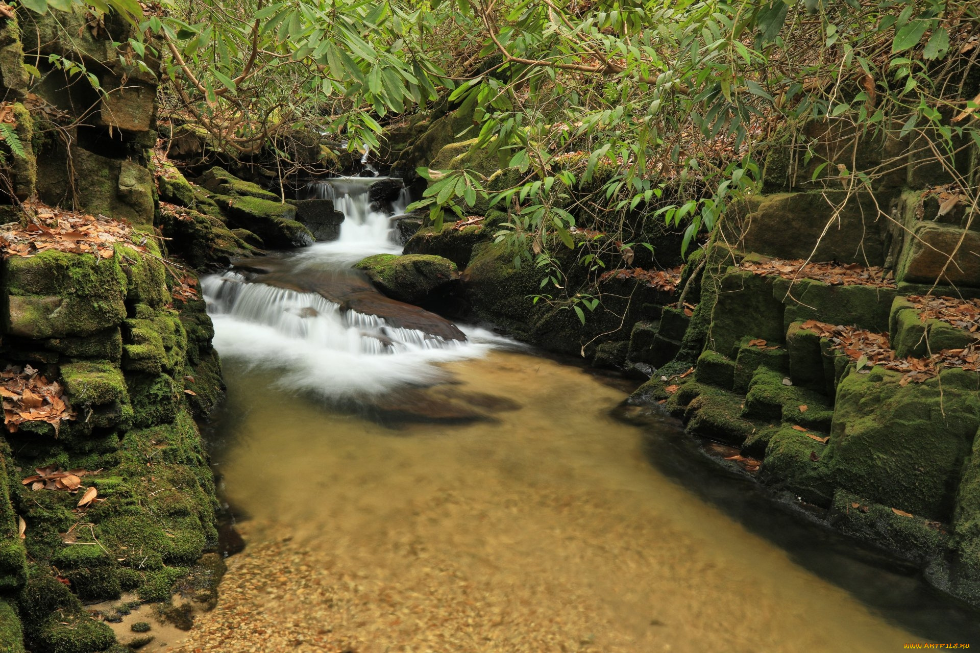 природа, реки, озера, лес, река