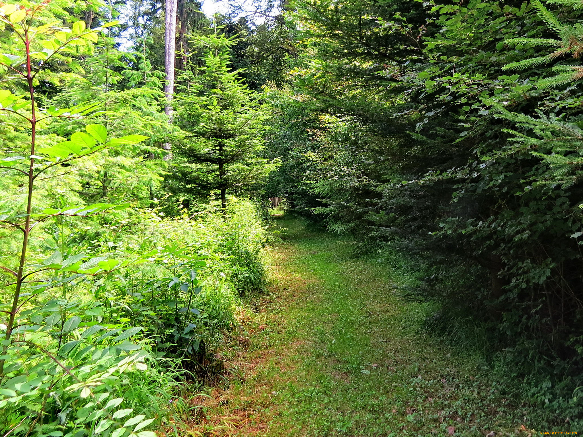 природа, дороги, лес, дорога