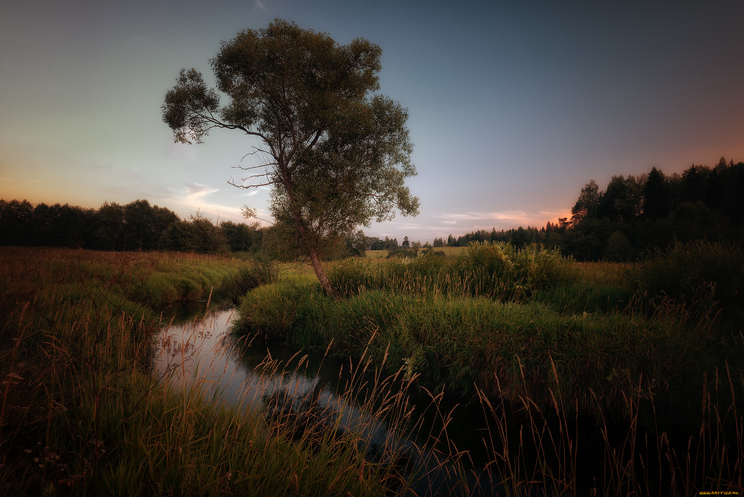 природа, реки, озера, поток, луг