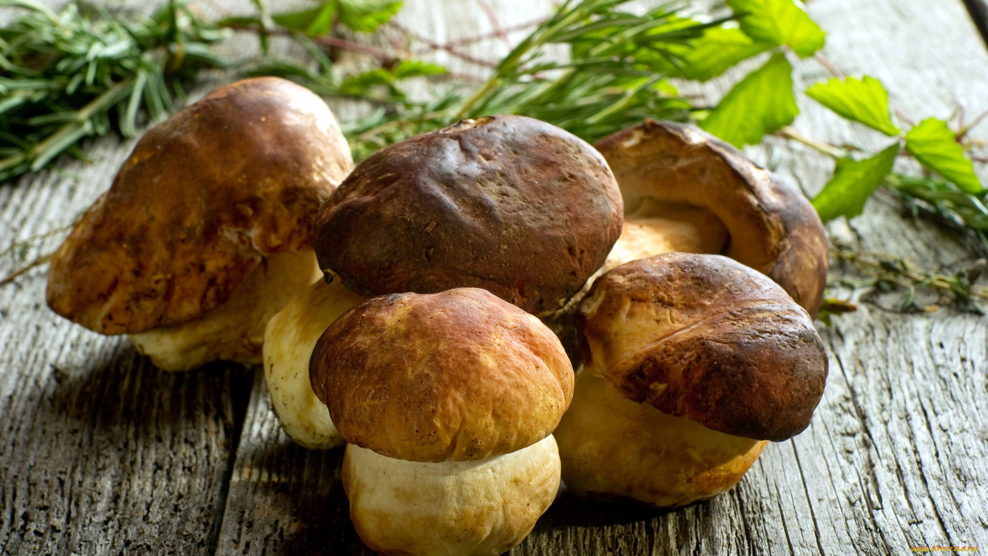 еда, грибы, , грибные, блюда, боровики