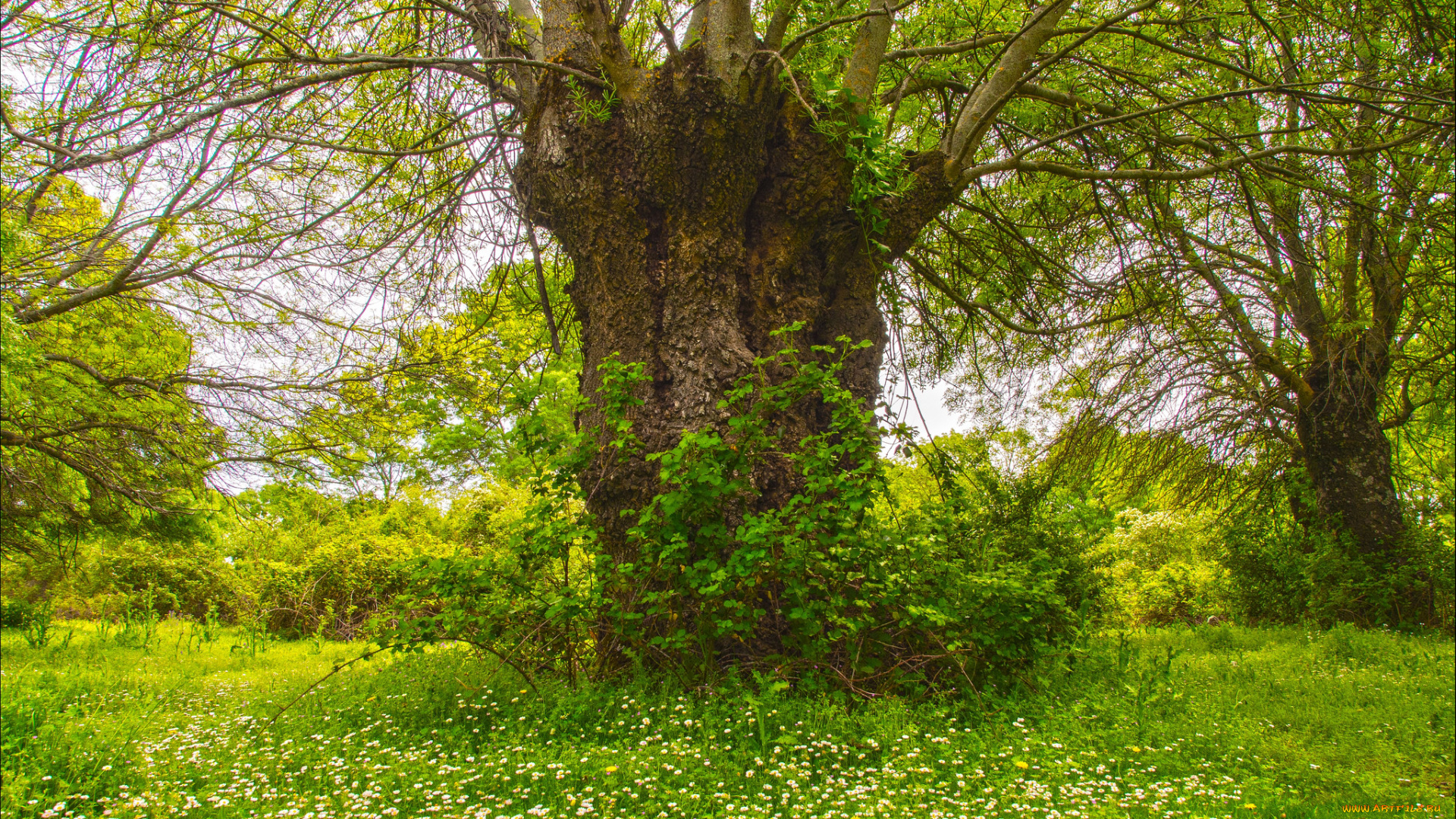 природа, деревья, простор