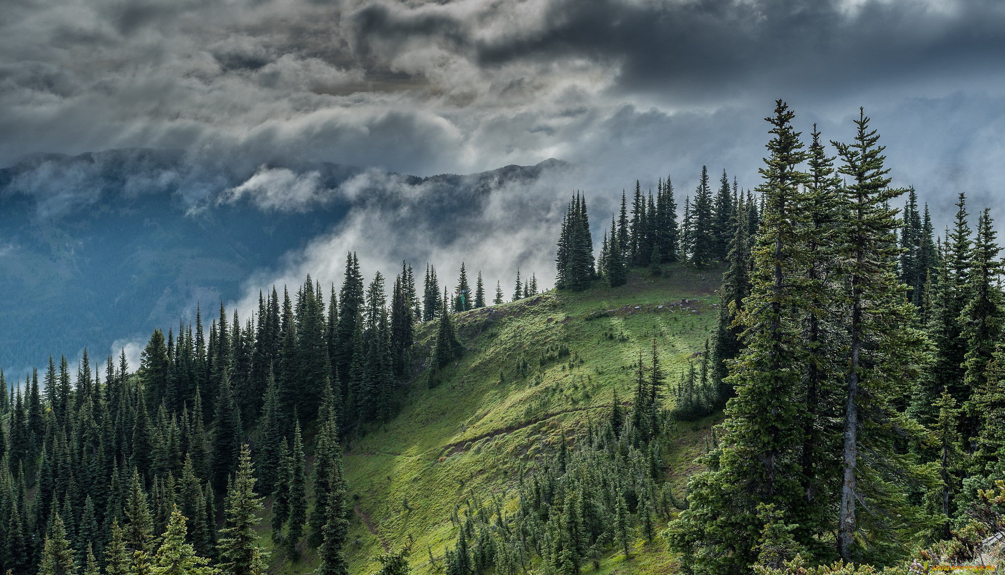 природа, лес, простор