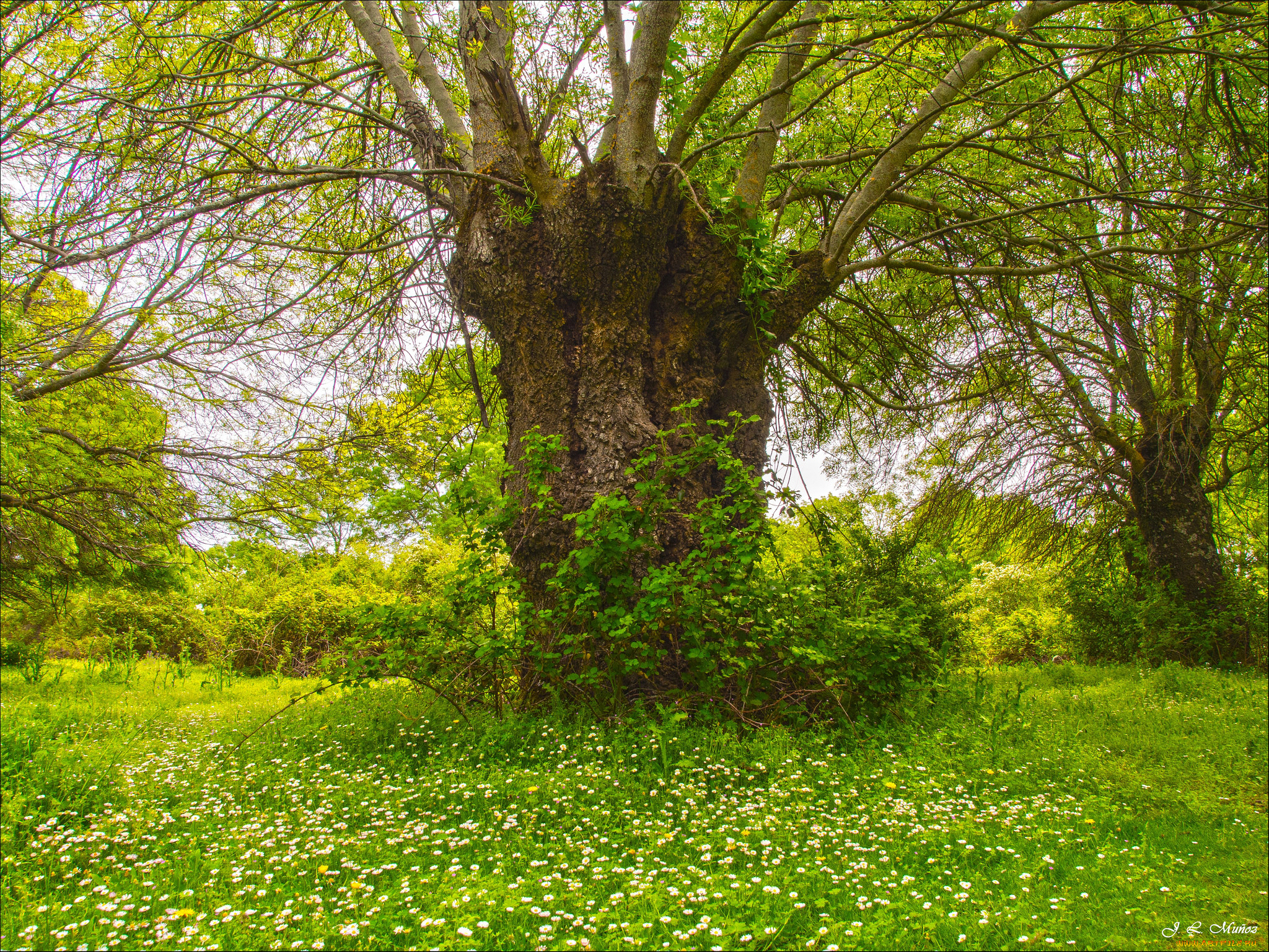 природа, деревья, простор