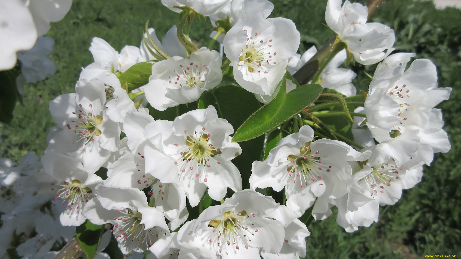 цветы, цветущие, деревья, , , кустарники, весна, 2018, апрель