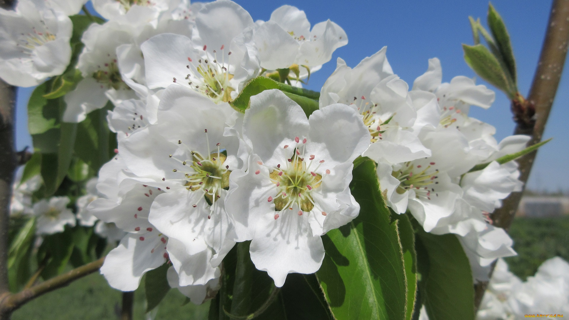 цветы, цветущие, деревья, , , кустарники, весна, 2018, апрель