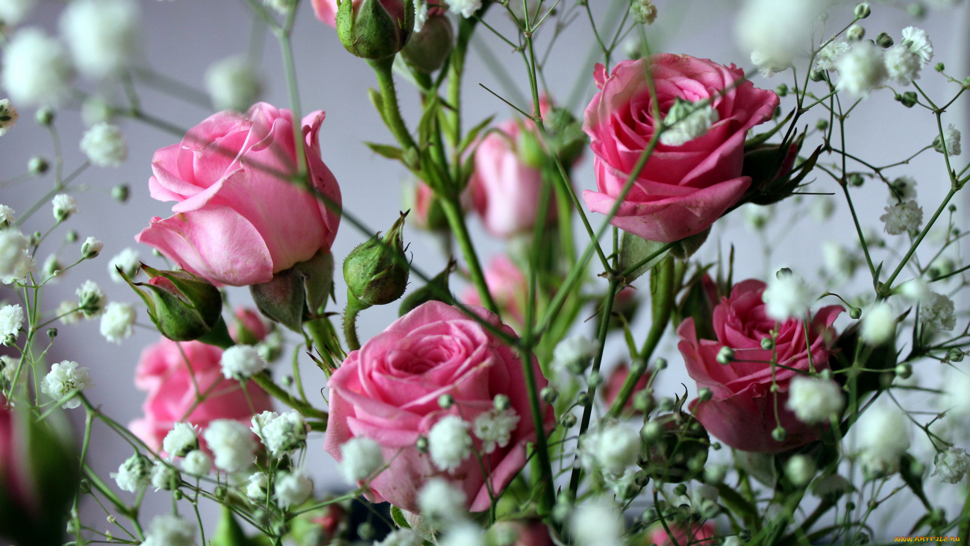 цветы, разные, вместе, розы, гипсофила