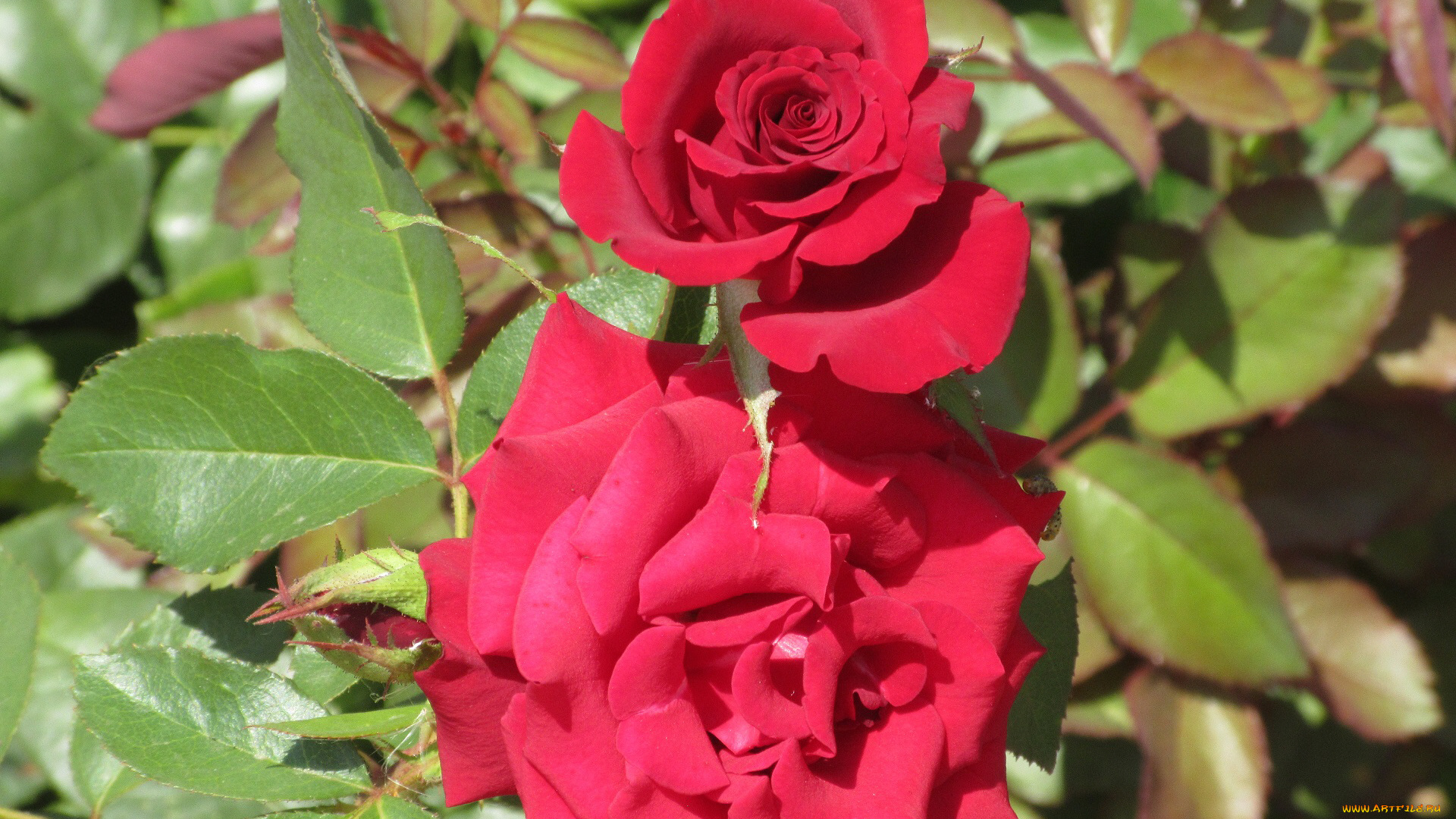 цветы, розы, лето, 2018, июнь