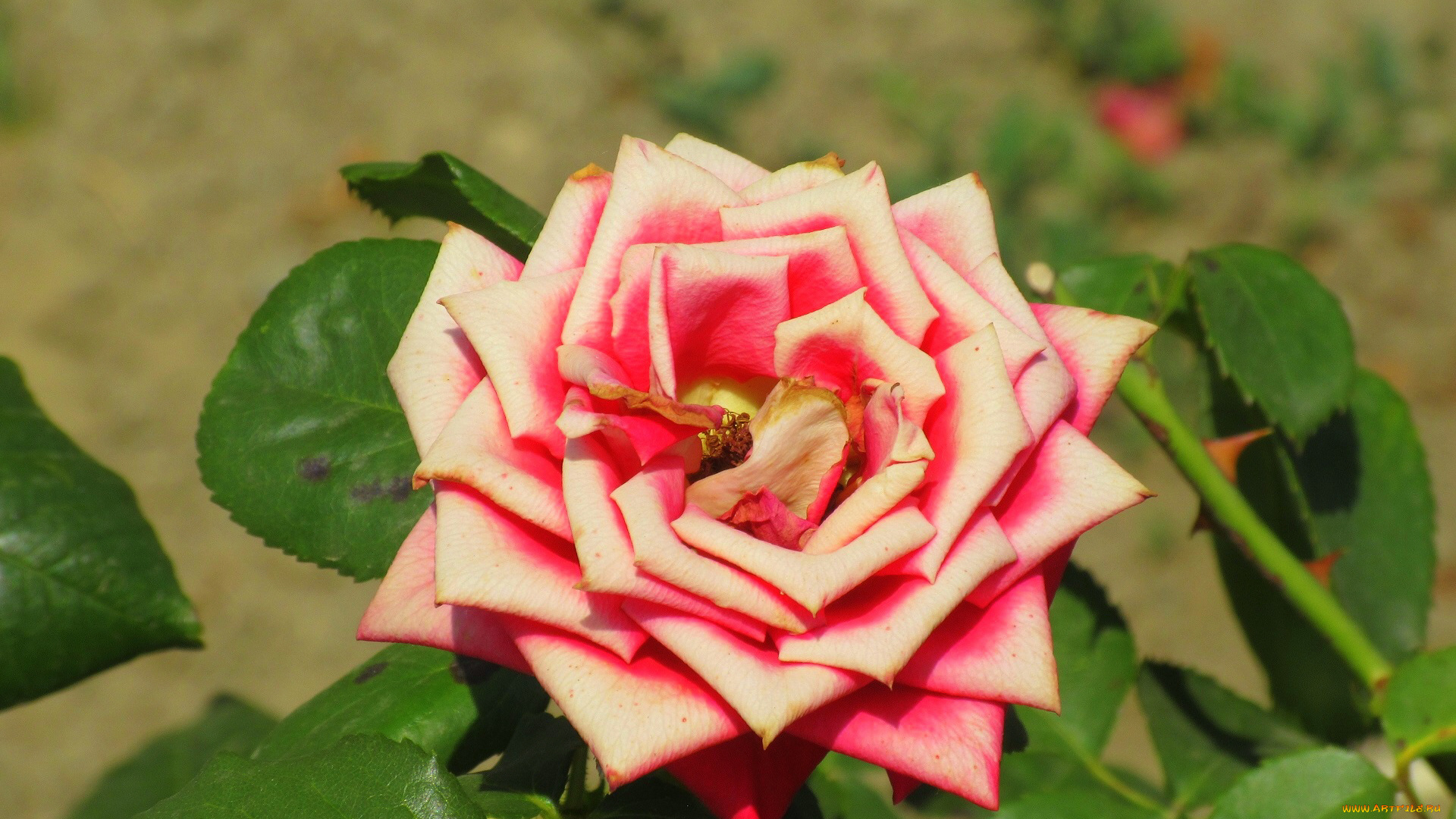 цветы, розы, лето, 2018, июнь