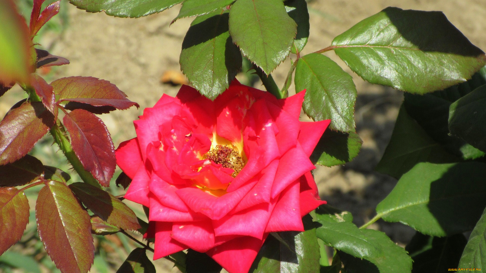 цветы, розы, лето, 2018, июнь