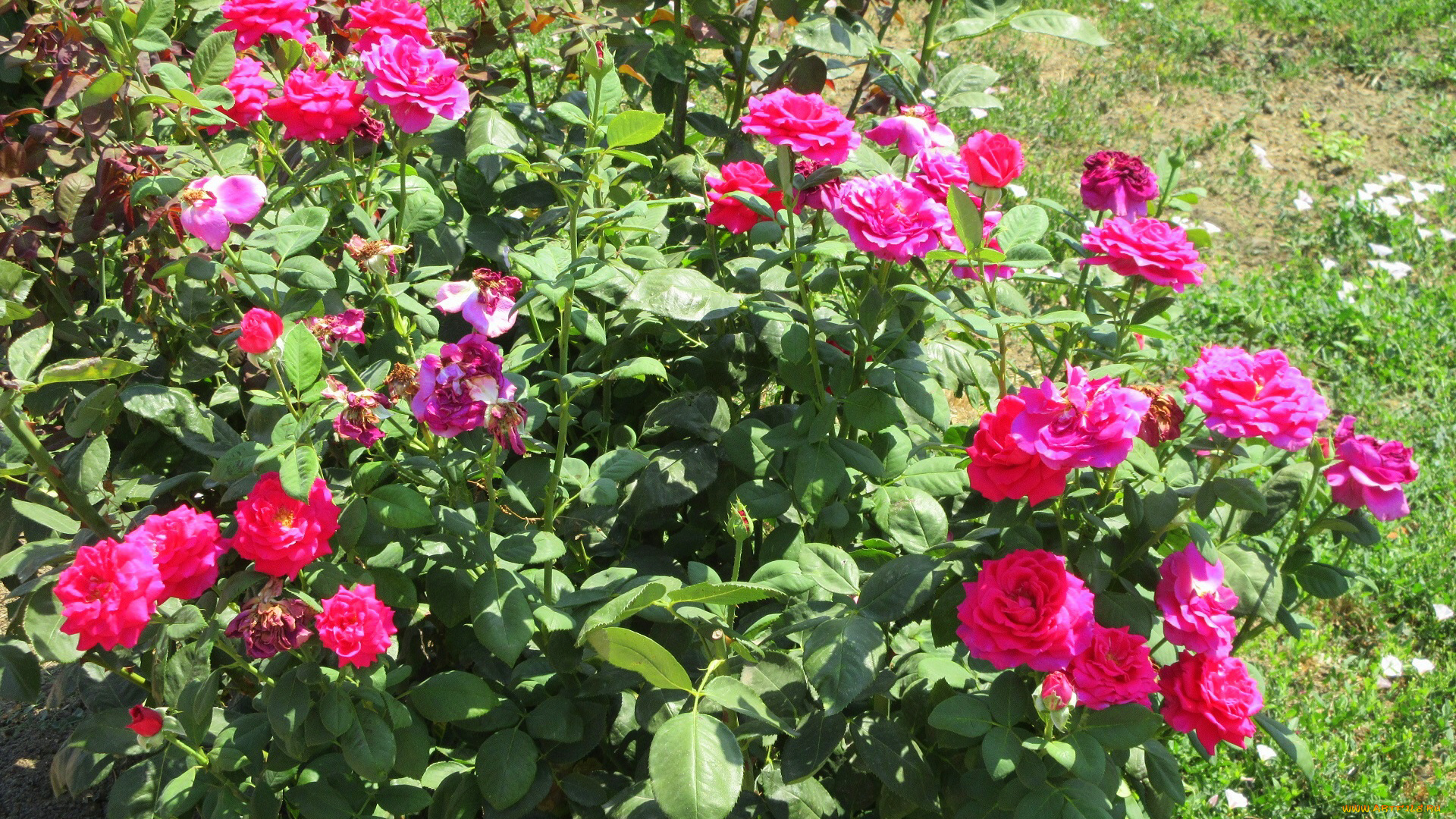 цветы, розы, лето, 2018, июнь