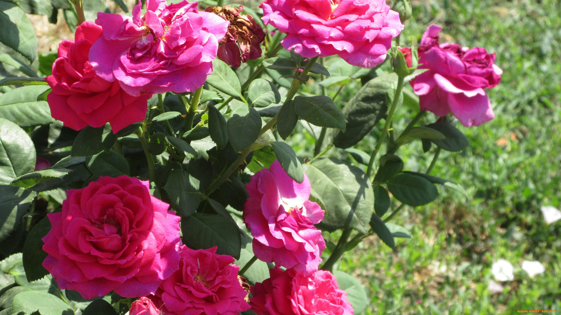 цветы, розы, лето, 2018, июнь