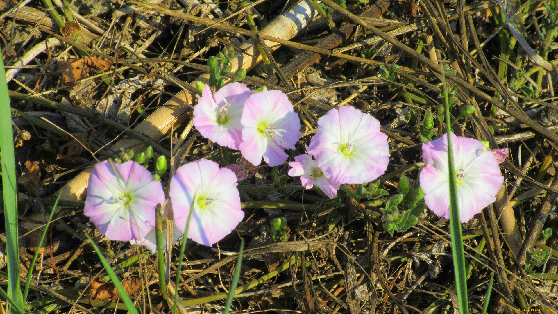 цветы, вьюнки, , ипомеи, лето, 2018, июнь