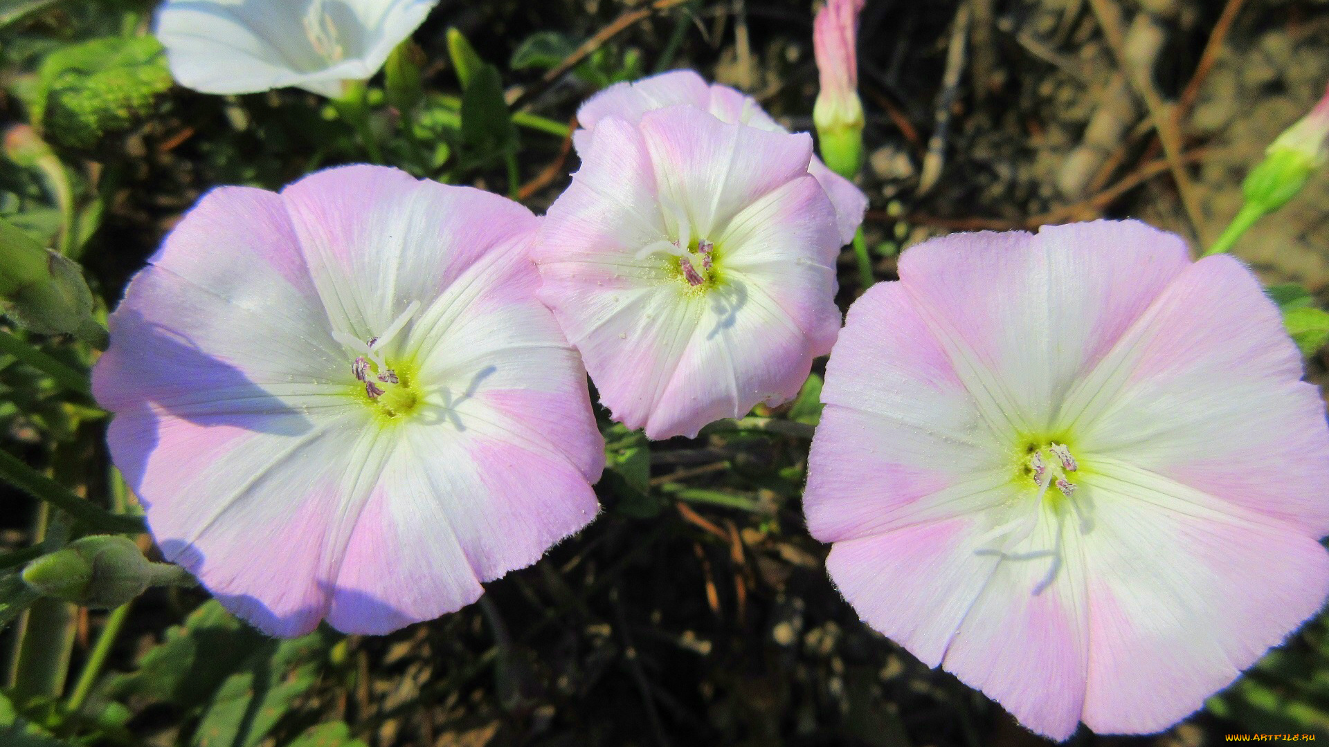 цветы, вьюнки, , ипомеи, лето, 2018, июнь
