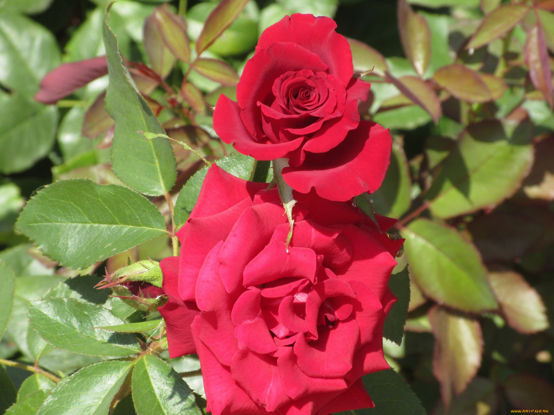 цветы, розы, лето, 2018, июнь