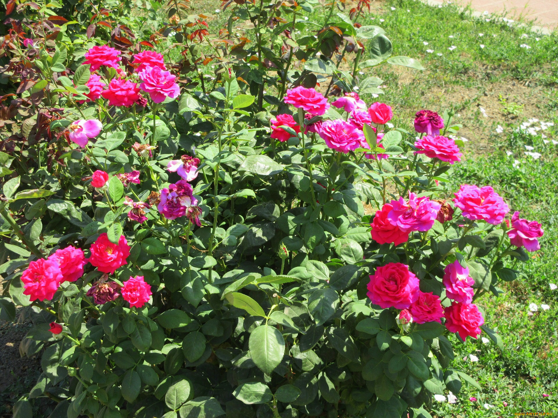 цветы, розы, лето, 2018, июнь